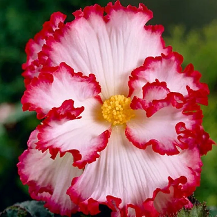 Begonia Crispa Marginata White And Red