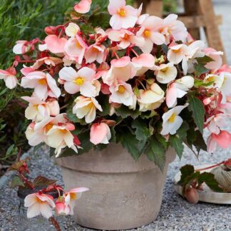 Begonia Fortuna Lady Sunset - Pack of Three