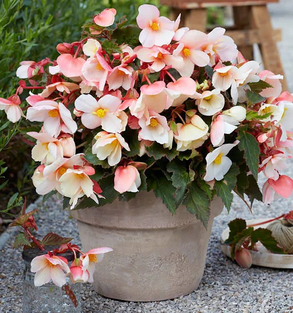 Begonia Fortuna Lady Sunset - Pack of Three