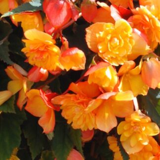 Begonia Fiery Apricot Shades - Illuminating Colour
