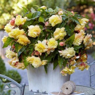 Aromatic Scented Cascading Begonia Odorata Sunny Dream - Pack of Three