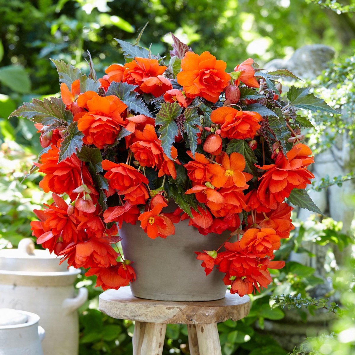 Begonia Pendula Orange - Perfect For Tubs And Baskets