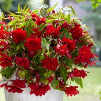 Begonia Pendula Red - Perfect For Tubs And Baskets