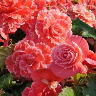 Begonia Picotee Salmon - Perfect For Tubs And Baskets