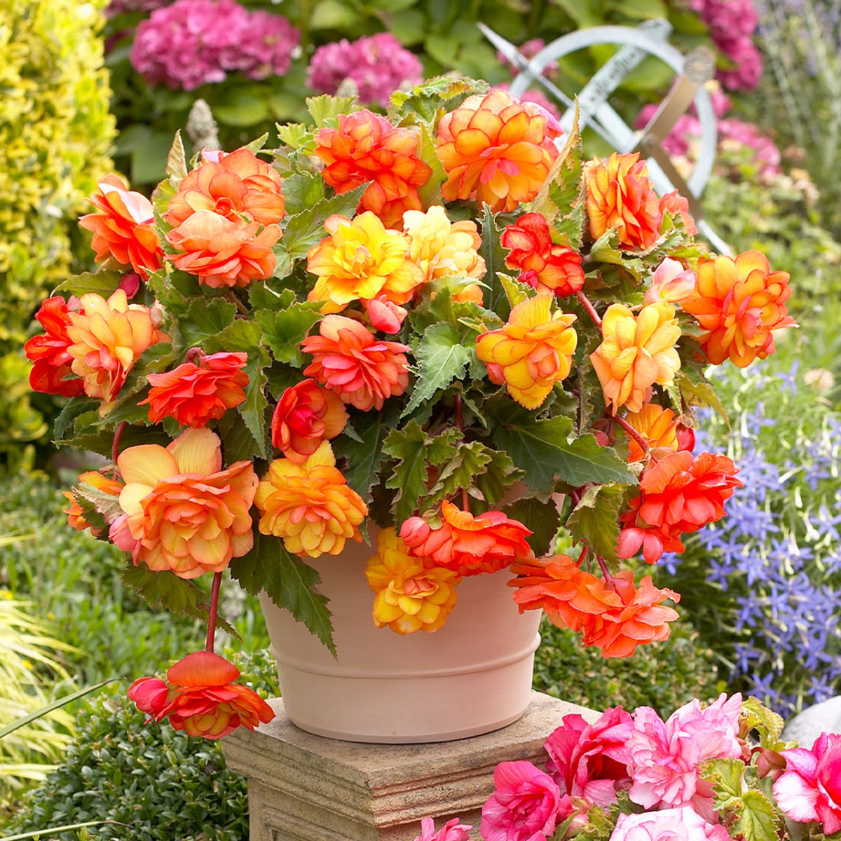 Begonia Golden Balcony
