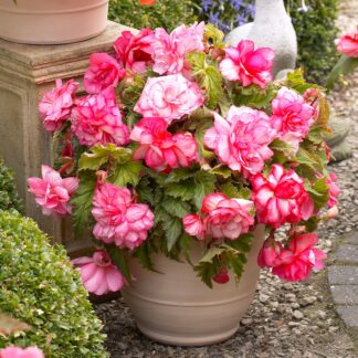 Begonia Pink Balcony - Perfect For Tubs And Baskets