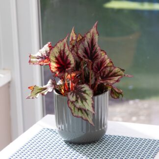 Begonia Beleaf 'Morning Dew'