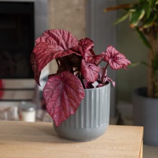 Begonia Beleaf 'Asian Tundra'