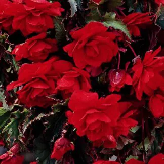 Begonia Cascade Red