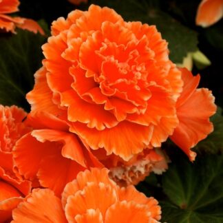 Begonia Picotee Lace - Pack of Three