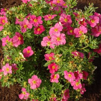 Potentilla Fruticosa 'Bellissima'