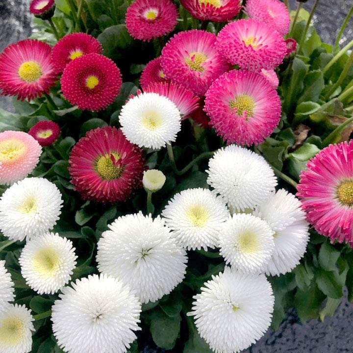 Bellis Bellisima Double Flowered Daisy - Mixed Colours