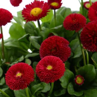 Bellis Daisy Red