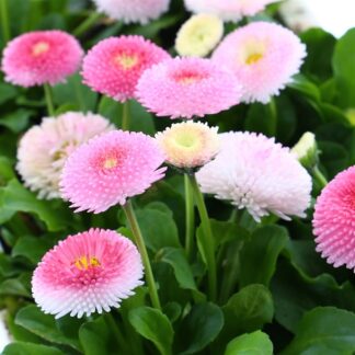 Bellis Daisy Pink