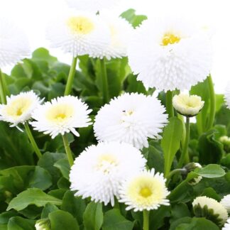 Bellis Daisy  White