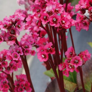 Bergenia Vintage Rose - Elephant's Ears