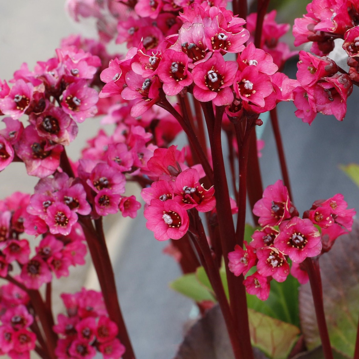 Bergenia Vintage Rose - Elephant's Ears