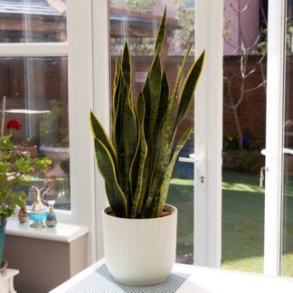 Sansevieria Laurentii - Variegated Snake Plant - 80-90cm