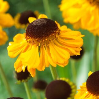 Helenium Bigelovii 'The Bishop' - Sneezeweed