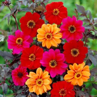 Dahlia Bishop Mix - Pack of Three