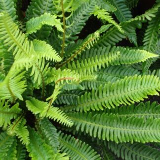 Blechnum Spicant - Hard Fern