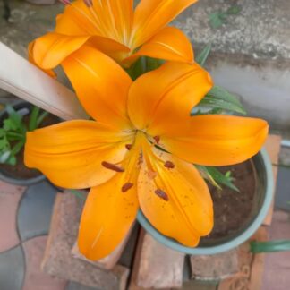 Lilium Madras - Pack of Two Lily Bulbs