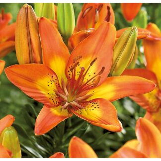Lilium Bright Joy - Fancy Joy - Pack of Four Lily Bulbs