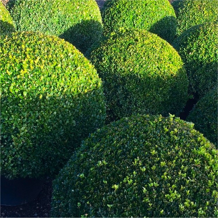 Topiary Buxus Ball - Stylish Contemporary Box Ball Plant - Extra Large - 50-60cm Diameter