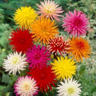Dahlia Cactus Mixed - Pack of Three