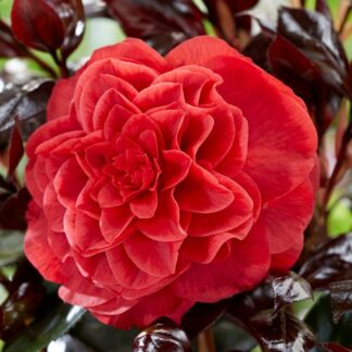 Camellia Japonica 'Femme Fatale' - in Bud