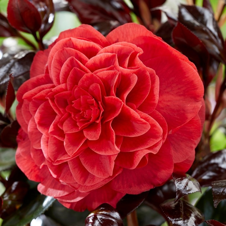 Camellia Japonica 'Femme Fatale' - in Bud
