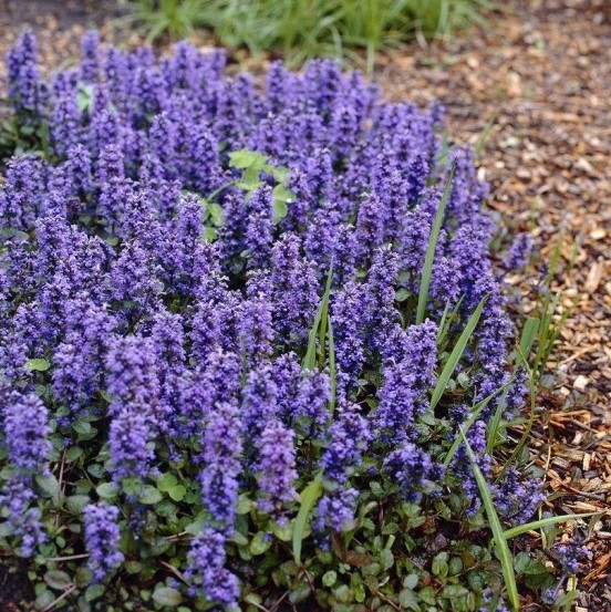 Ajuga Reptans Catlins Giant - Bugle