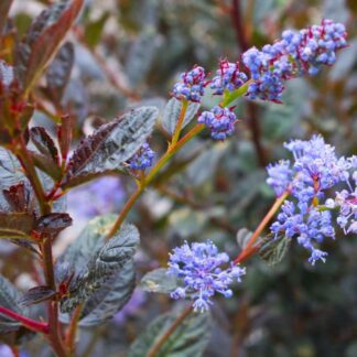 Ceanothus Tuxedo - Chocolate Leaf California Lilac