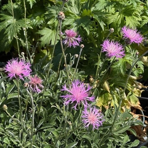 Centaurea Simplicicaulis 'Bella'