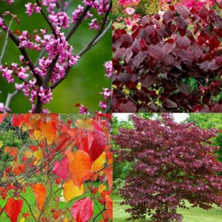 Cercis Canadencis Forest Pansy - North American Redbud - 150-180cm Tree