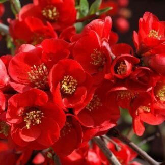 Chaenomeles x Superba Crimson And Gold - in Bud & Bloom