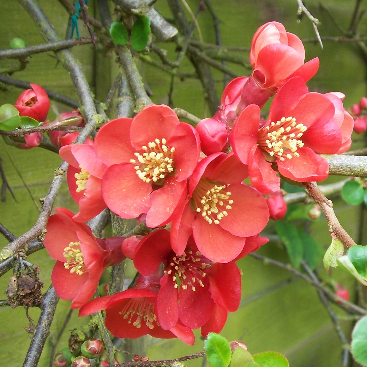 Chaenomeles x Superba Elly Mossell - Flowering Ornamental Quince - in Bud & Bloom
