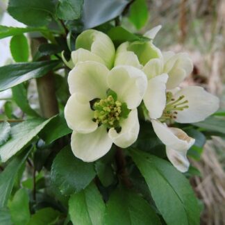 Chaenomeles Japonica Rising Sun - Flowering Quince - in Bud & Bloom
