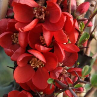 Chaenomeles x Superba Clementine - Flowering Ornamental Quince - in Bud & Bloom
