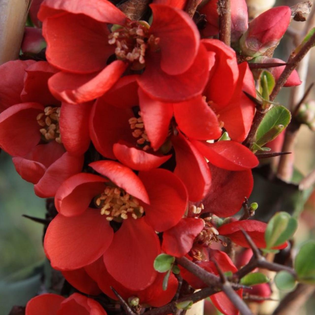 Chaenomeles x Superba Clementine - Flowering Ornamental Quince - in Bud & Bloom
