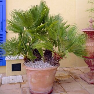 Chamaerops Humilis - Hardy Mediterranean Fan Palm - 100-130cm Tall