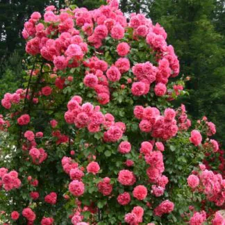 Climbing Rose Rosarium Uetersen - Pink Climbing Rose
