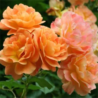Climbing Rose Westerland - Orange Climbing Rose