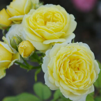 Rose Comtesse Du Barry - Floribunda Rose