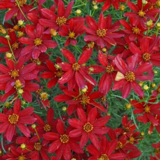 Coreopsis Verticillata Sizzle & Spice 'Hot Paprika'