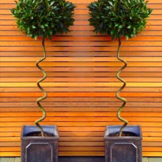 A Pair of Standard Large Corkscrew Bay Trees (Laurus Nobilis)