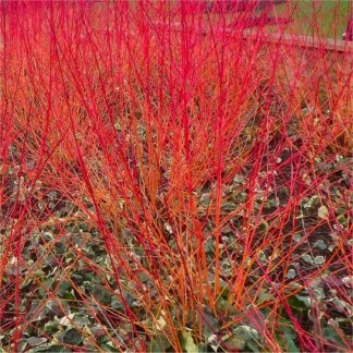 Cornus Sanguinea 'Anny's Winter Orange' - Dogwood