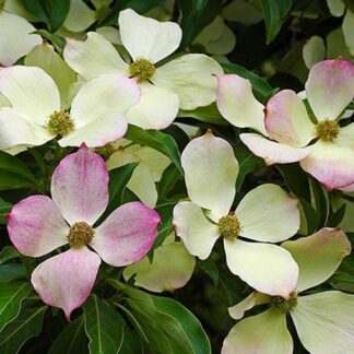 Cornus Florida - Flowering Dogwood