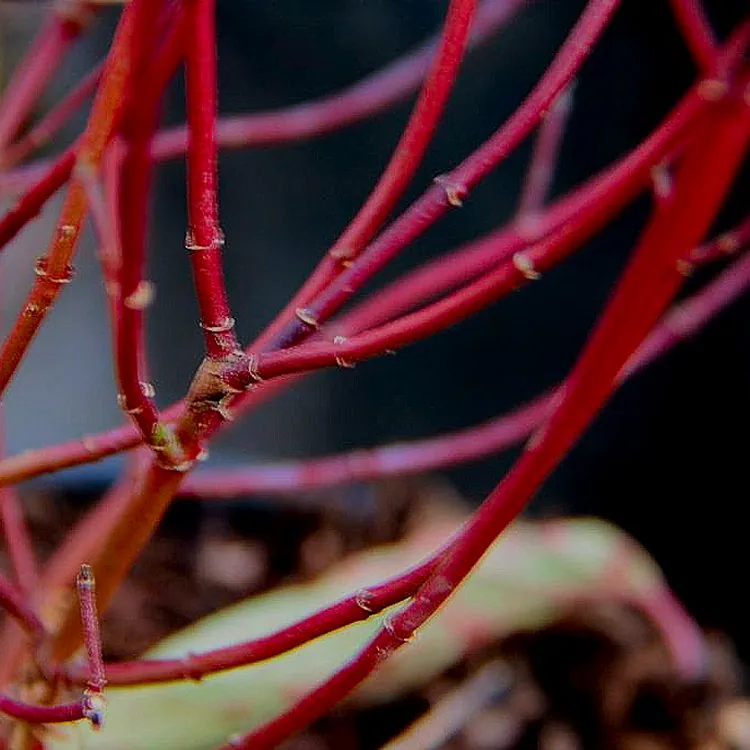 Cornus Sericea 'Kelseyi' - Dogwood