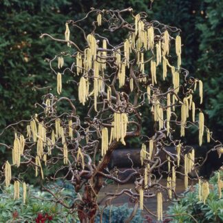 Corylus Avellana Contorta - Large Corkscrew Hazel - Standard Tree
